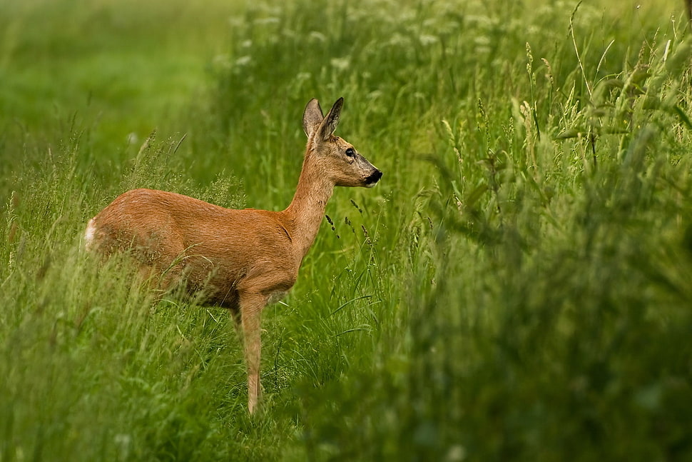 brown deer on green field HD wallpaper